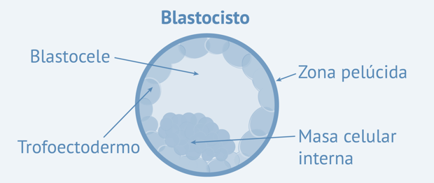 blastocitos-en-fecundacion-in-vitro-fiv-descubre-su-importancia-IFER-Mallorca