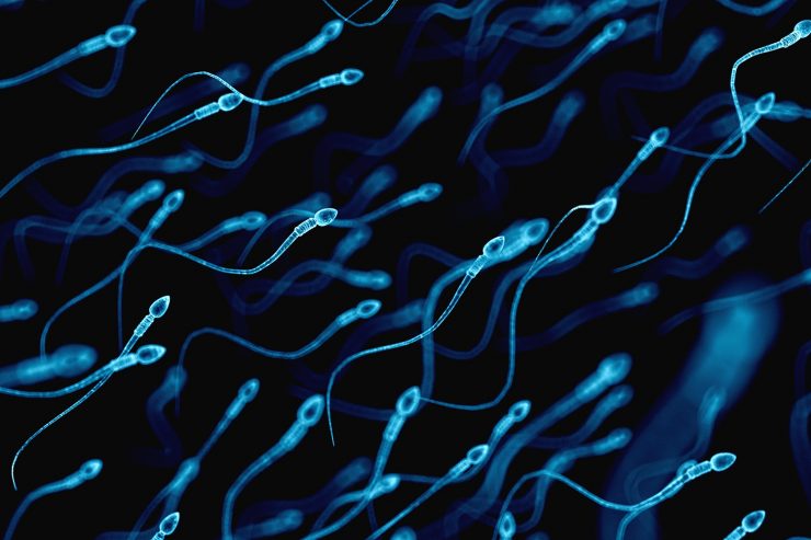 Hoy en nuestro blog de infertilidad te lo contamos todo sobre la inseminacion artificial, que es, tipos de inseminacion artificial y la tasa de exito de esta tecnica de reproduccion asistida IFER Mallorca