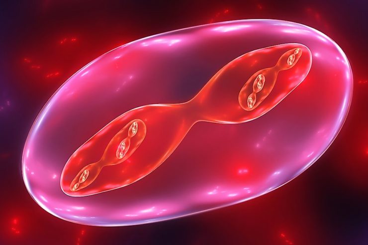 meiosis-que-es-y-como-afecta-al-embarazo-instituto-de-fertilidad-mallorca
